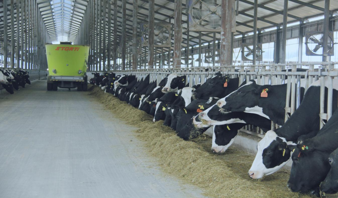 北京大學南南合作與發(fā)展學院教授、全球伙伴關(guān)系主任周詠梅一行蒞臨花花牛平輿瑞亞牧業(yè)參觀調(diào)研