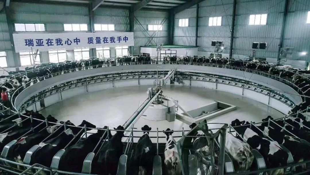 花花牛 | 河南瑞亞牧業(yè)入選“河南省畜禽核心育種場” 花花牛 | 河南瑞亞牧業(yè)入選“河南省畜禽核心育種場”