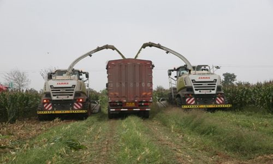 河南花花牛乳業(yè)集團(tuán)股份有限公司 2020年玉米青貯采購(gòu)信息