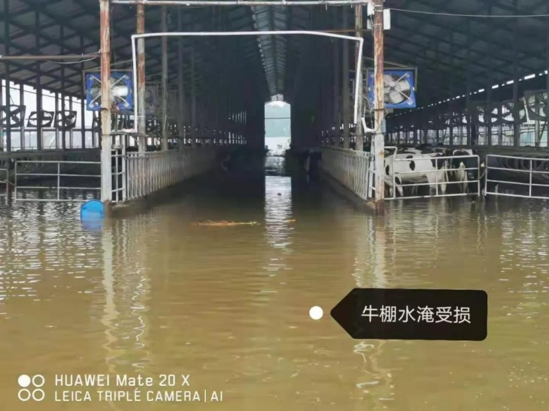 【乳報·聚焦】“豫”難而上的中原牛人“太中了”！